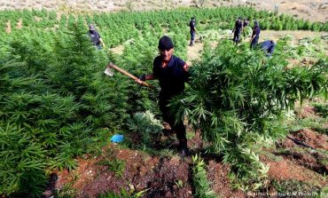 AIDA CAMA/ Shqipëria, Evropa dhe droga