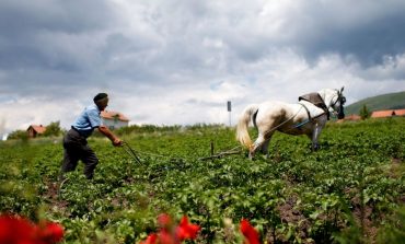 LULJETA KRASNIQI/ Pa rritjen e prodhimit vendor, masat mbrojtëse të paefektshme